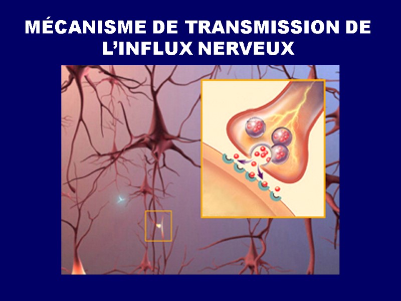MÉCANISME DE TRANSMISSION DE L’INFLUX NERVEUX